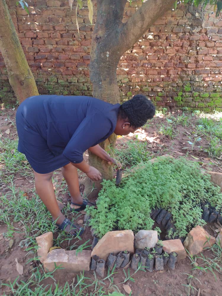 Community member tending Artemisia afra seedlings