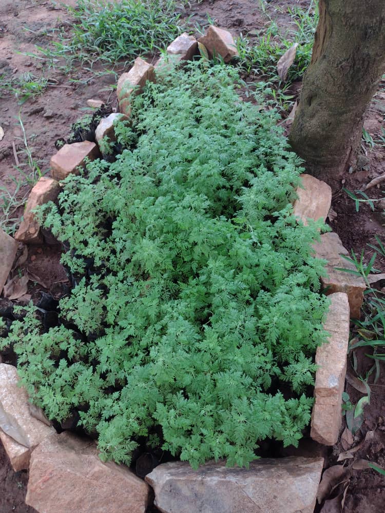 Artemisia afra seedling nursery