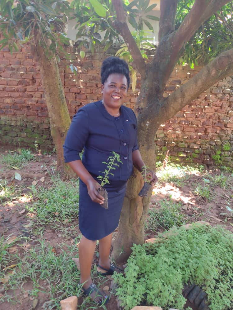 Artemisia afra plants growing