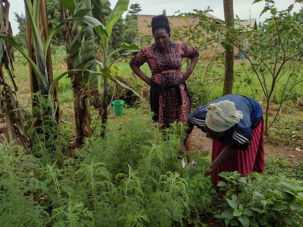 Community women working in Artemisia afra field