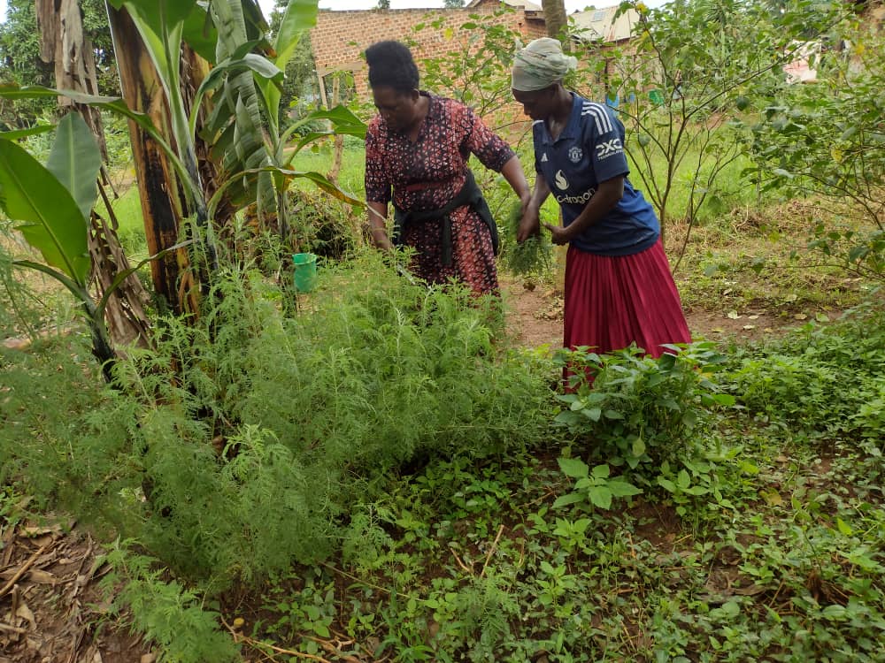 Community members working in the afra field