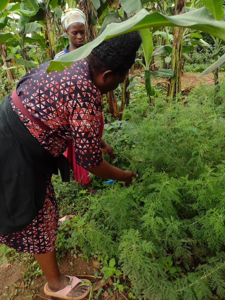 Artemisia afra field activity