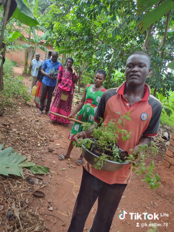 Community members transporting Artemisia afra plants