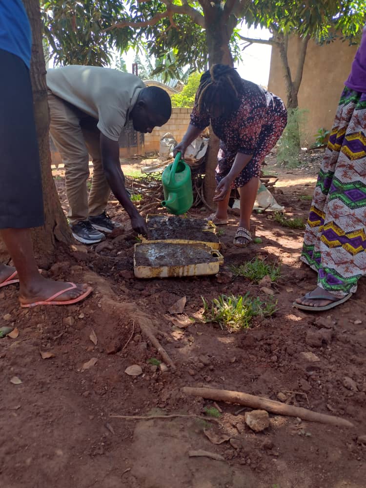 Watering Artemisia afra seedlings during training
