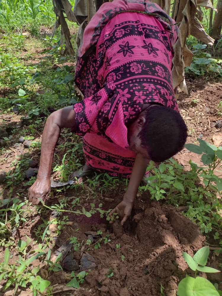Planting Artemisia afra seedlings in the ground
